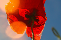 Radikale Kreativität lässt neue Visionen erblühen.