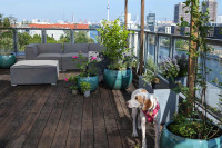 Neues Wachstum auf unserer Dachterasse.